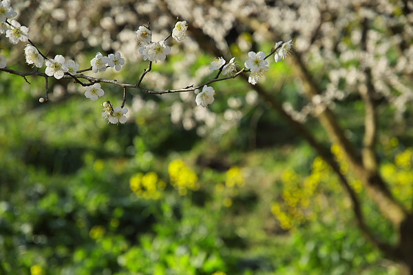 写真集 No.1 －梅の里（七折梅園）－