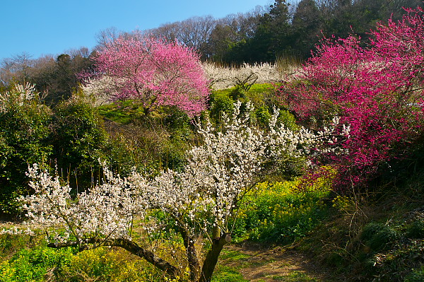 写真集 No.9 －梅の里（七折梅園）－