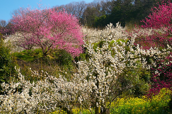 写真集 No.10 －梅の里（七折梅園）－