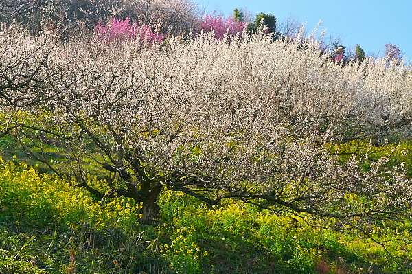 写真集 No.17 －梅の里（七折梅園）－