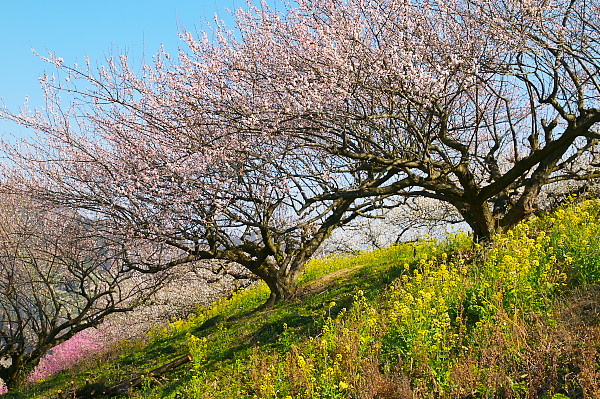 写真集 No.20 －梅の里（七折梅園）－