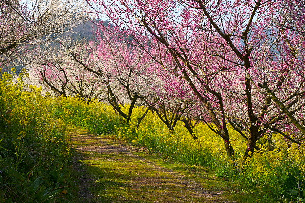 写真集 No.21 －梅の里（七折梅園）－