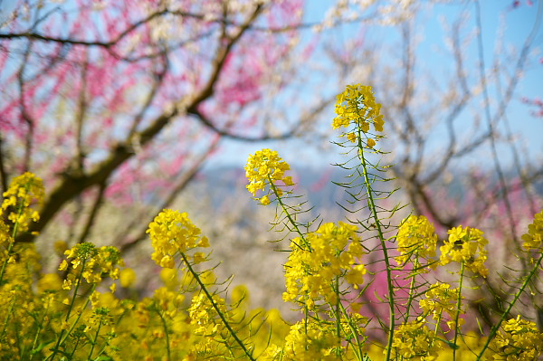 写真集 No.28 －梅の里（七折梅園）－