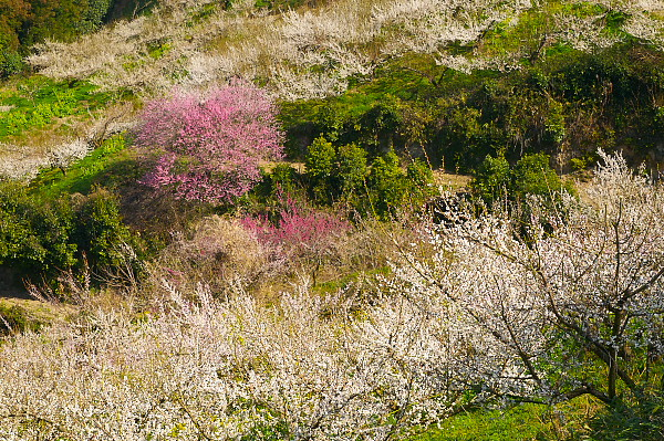 写真集 No.32 －梅の里（七折梅園）－