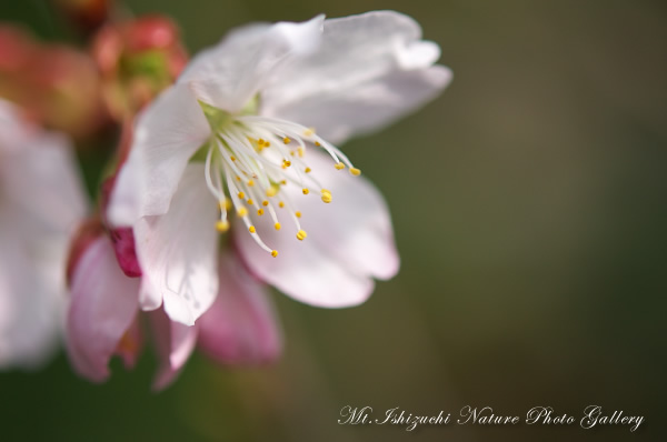 写真集 No.1 －寒桜咲く－