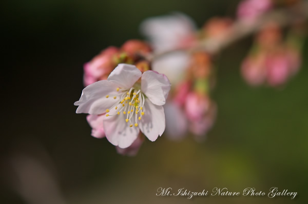 写真集 No.2 －寒桜咲く－