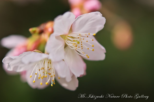 写真集 No.3 －寒桜咲く－