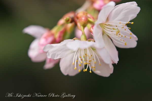 写真集 No.4 －寒桜咲く－