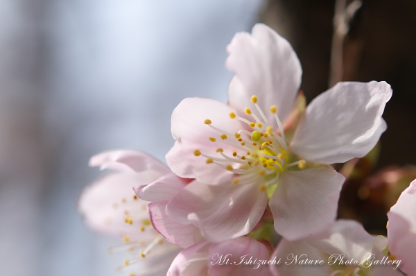 写真集 No.5 －寒桜咲く－