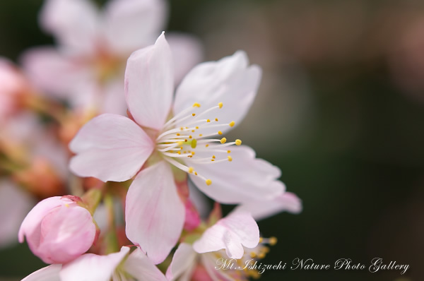 写真集 No.6 －寒桜咲く－