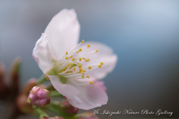 写真集 No.7 －寒桜咲く－