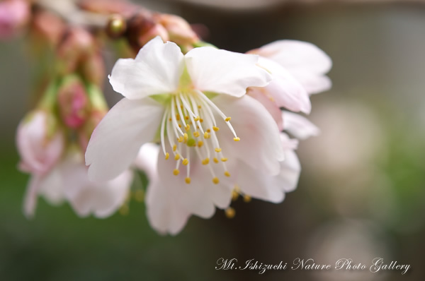 写真集 No.8 －寒桜咲く－