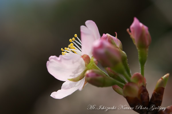 写真集 No.9 －寒桜咲く－