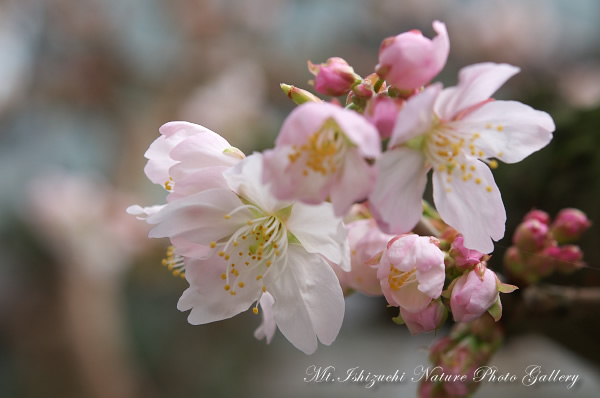 写真集 No.10 －寒桜咲く－