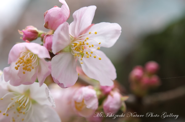 写真集 No.11 －寒桜咲く－