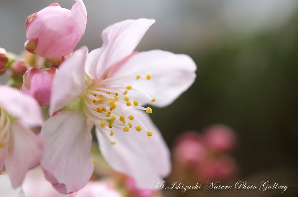 写真集 No.12 －寒桜咲く－