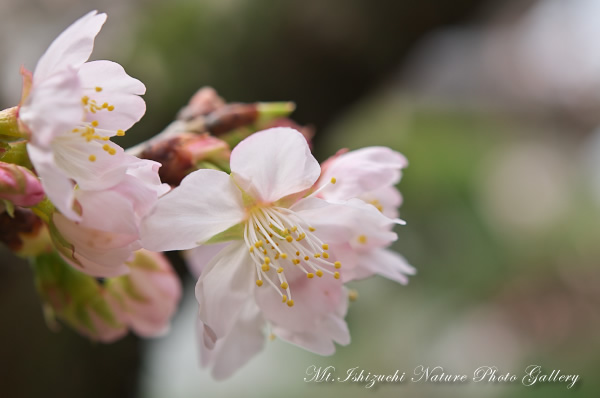 写真集 No.13 －寒桜咲く－