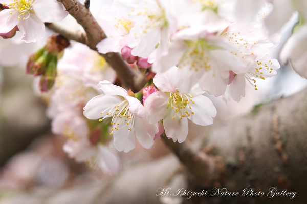 写真集 No.14 －寒桜咲く－