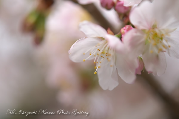 写真集 No.15 －寒桜咲く－