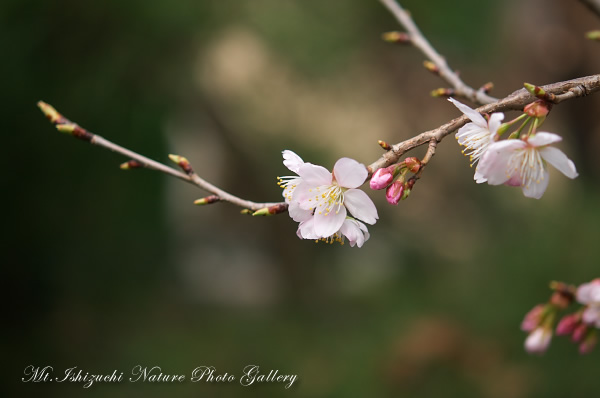 写真集 No.16 －寒桜咲く－