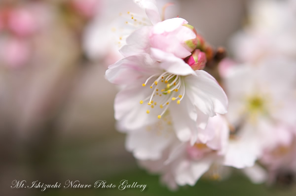 写真集 No.17 －寒桜咲く－