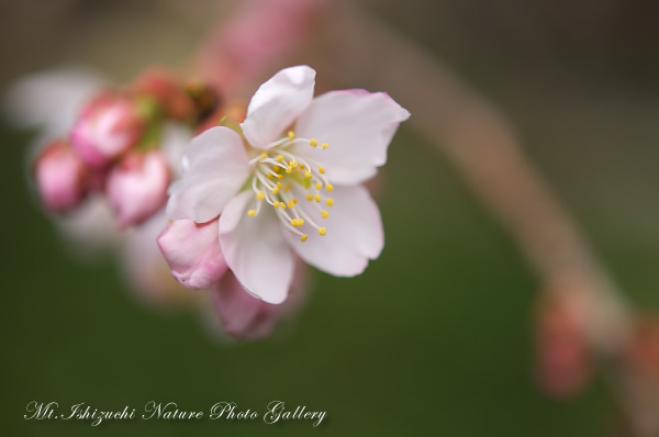 写真集 No.18 －寒桜咲く－