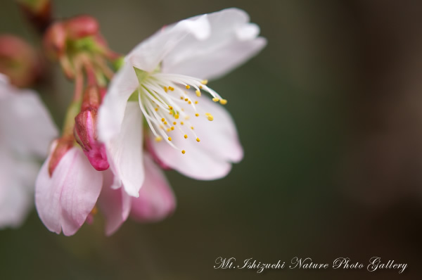 写真集 No.19 －寒桜咲く－