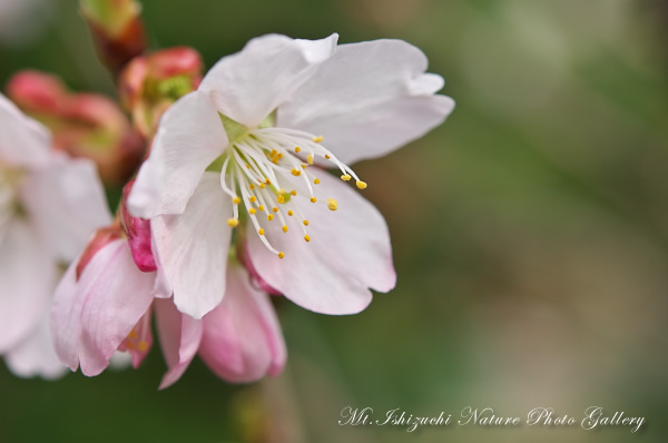 写真集 No.20 －寒桜咲く－