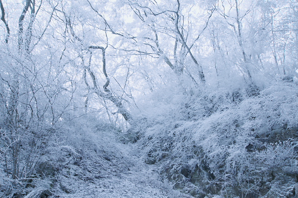 写真集 No.2 －霧氷の皿ヶ峰－