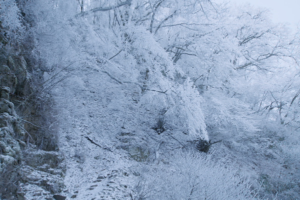 写真集 No.3 －霧氷の皿ヶ峰－