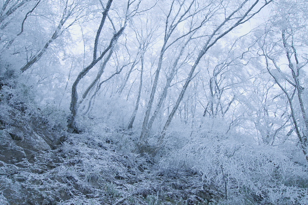 写真集 No.4 －霧氷の皿ヶ峰－