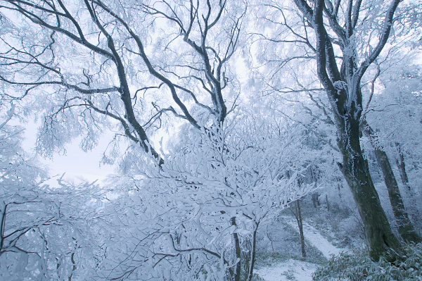 写真集 No.8 －霧氷の皿ヶ峰－