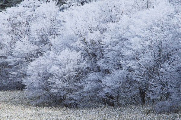 写真集 No.16 －霧氷の皿ヶ峰－