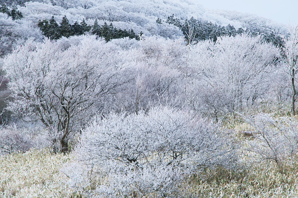 写真集 No.17 －霧氷の皿ヶ峰－