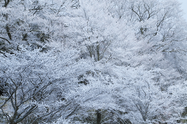 写真集 No.21 －霧氷の皿ヶ峰－