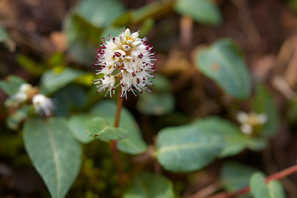 写真集 No.3 －芽吹きの森－