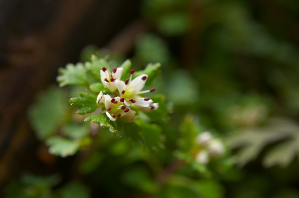 写真集 No.4 －芽吹きの森－