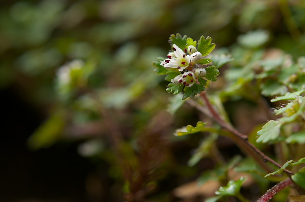 写真集 No.5 －芽吹きの森－