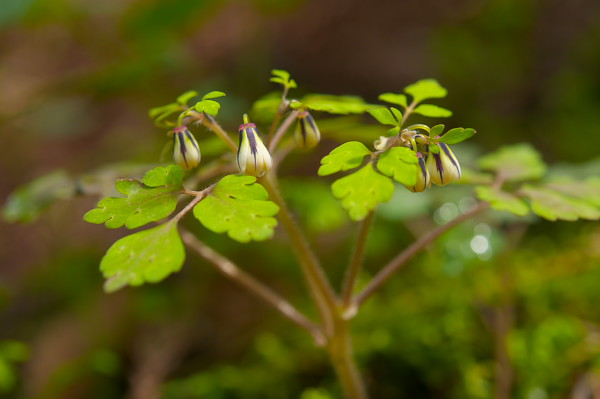 写真集 No.6 －芽吹きの森－