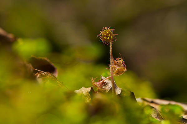 写真集 No.7 －芽吹きの森－