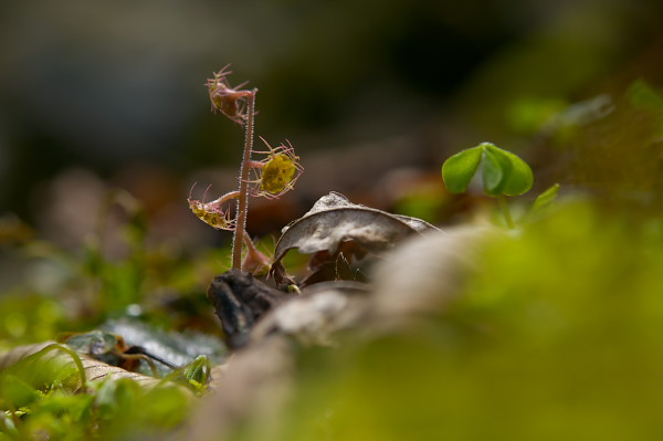 写真集 No.8 －芽吹きの森－