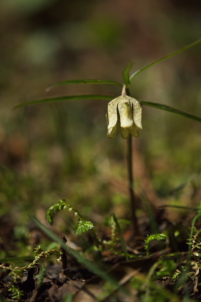 写真集 No.9 －芽吹きの森－