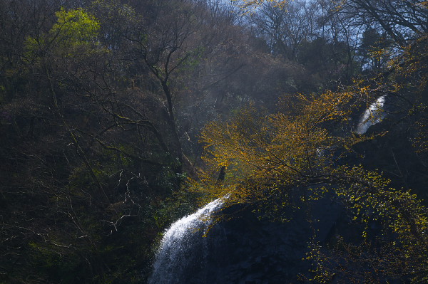 写真集 No.11 －芽吹きの森－