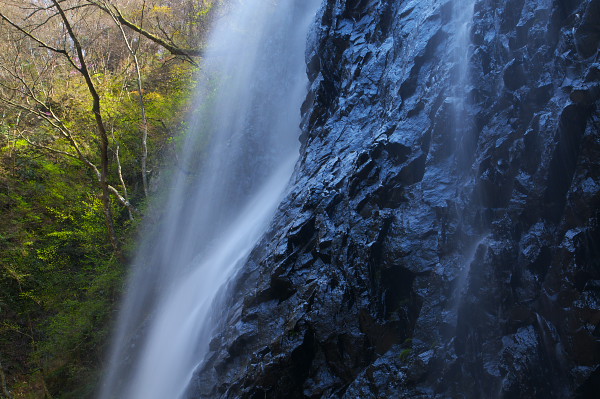 写真集 No.12 －芽吹きの森－