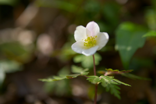 写真集 No.15 －芽吹きの森－