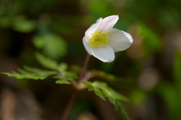 写真集 No.16 －芽吹きの森－