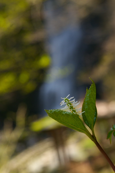 写真集 No.17 －芽吹きの森－