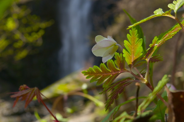 写真集 No.18 －芽吹きの森－