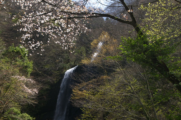 写真集 No.19 －芽吹きの森－