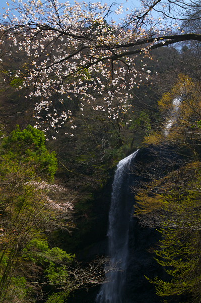 写真集 No.20 －芽吹きの森－